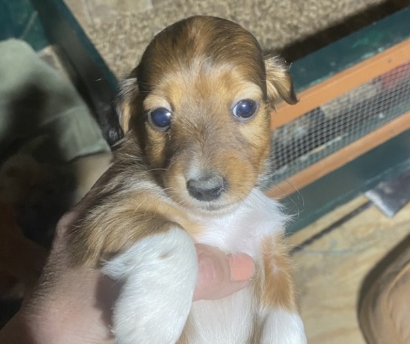 Medium Photo #1 Dachshund Puppy For Sale in HILLSBORO, OH, USA