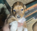 Small Photo #1 Dachshund Puppy For Sale in HILLSBORO, OH, USA