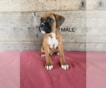 Litter of 9 - Male(s) and Female(s) BoxerLitter of Puppies for Sale - Photo #3