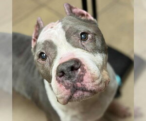 Betty - Female American Staffordshire Terrier Dog for Adoption - Photo #3