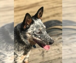 Mother of the Australian Cattle Dog puppies born on 07/06/2022