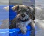 Puppy Lovey Schnauzer (Miniature)