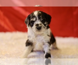 Aussiedoodle-Aussiedoodle Miniature  Mix Puppy for sale in BELLVUE, CO, USA