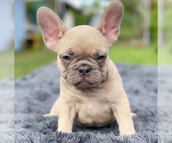 Medium Photo #1 French Bulldog Puppy For Sale in HILLSBORO BCH, FL, USA