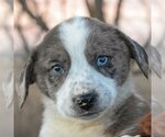 Small Photo #7 Basset Hound-Border Collie Mix Puppy For Sale in Huntley, IL, USA