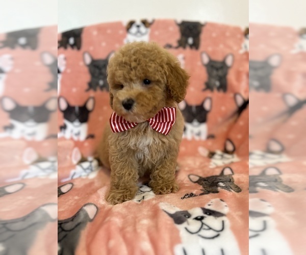 Medium Photo #17 Poodle (Toy) Puppy For Sale in SYLMAR, CA, USA