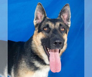 German Shepherd Dog Dogs for adoption in Pasadena, CA, USA