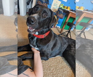 Great Dane-Poodle (Standard) Mix Dogs for adoption in McKinney, TX, USA