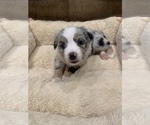 Small Photo #22 Miniature Australian Shepherd Puppy For Sale in ARDMORE, OK, USA
