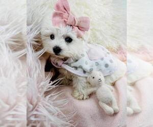 Maltese Puppy for sale in MIAMI, FL, USA