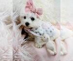Small Maltese
