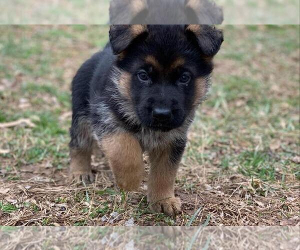 Medium Photo #15 German Shepherd Dog Puppy For Sale in LOUISA, VA, USA