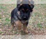 Small Photo #15 German Shepherd Dog Puppy For Sale in LOUISA, VA, USA