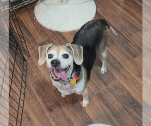 Beagle-Unknown Mix Dogs for adoption in Las Vegas, NV, USA