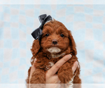 Small #3 Cavapoo-Poodle (Toy) Mix