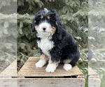 Small Photo #1 Miniature Bernedoodle Puppy For Sale in MIDDLEBURY, IN, USA