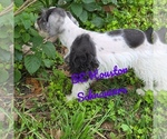 Small Photo #14 Schnauzer (Miniature) Puppy For Sale in HOUSTON, TX, USA
