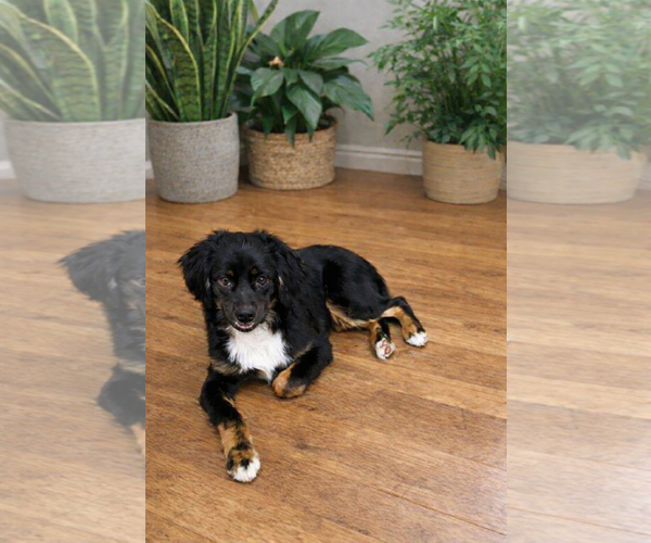 Medium Photo #1 Australian Shepherd Puppy For Sale in Dallas, TX, USA