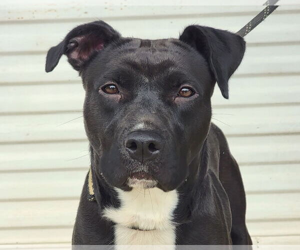 Medium Photo #1 Boxador Puppy For Sale in Anniston, AL, USA