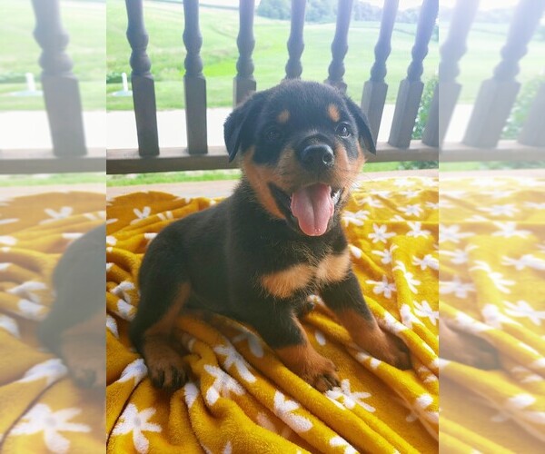 Medium Photo #2 Rottweiler Puppy For Sale in TABLE GROVE, IL, USA