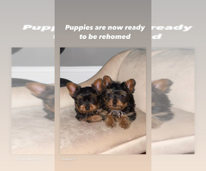 Yorkshire Terrier Puppy for sale in CHICAGO, IL, USA