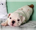 Small Photo #3 Bulldog Puppy For Sale in LITTLEROCK, CA, USA