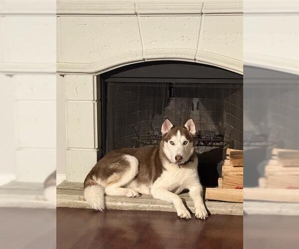 Medium Photo #1 Huskies -Unknown Mix Puppy For Sale in San Antonio, TX, USA
