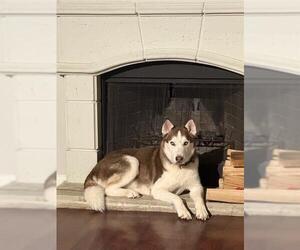 Huskies -Unknown Mix Dogs for adoption in San Antonio, TX, USA