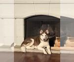 Small Huskies  Mix