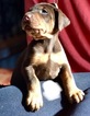 Small Photo #7 Doberman Pinscher Puppy For Sale in CHICAGO, IL, USA