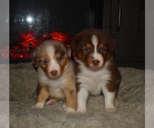 Australian Shepherd Puppy for sale in PROVIDENCE, RI, USA