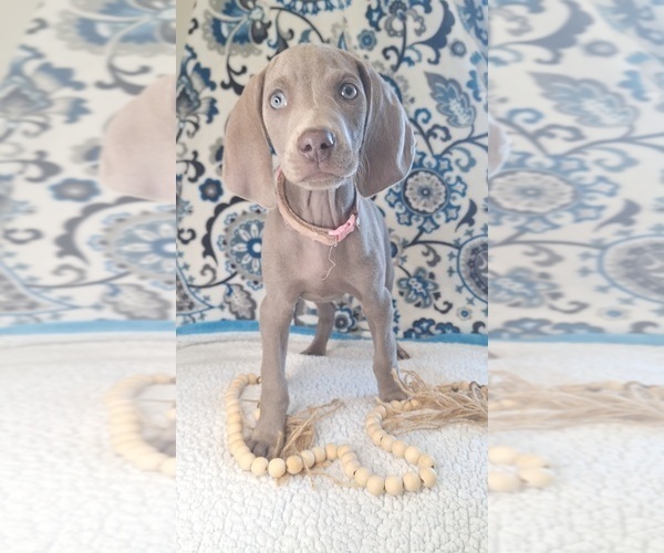 Medium Photo #28 Weimaraner Puppy For Sale in LEWISBURG, KY, USA