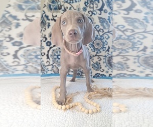 Medium Weimaraner