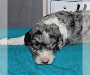 Sheepadoodle Puppy for sale in SUNBURY, PA, USA