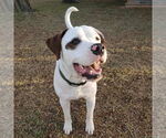 Small #9 Saint Bernard-Staffordshire Bull Terrier Mix