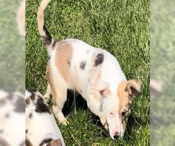 Medium Photo #3 Chiweenie Puppy For Sale in Sistersville, WV, USA