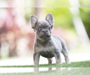 French Bulldog Puppy for Sale in WEST PALM BCH, Florida USA