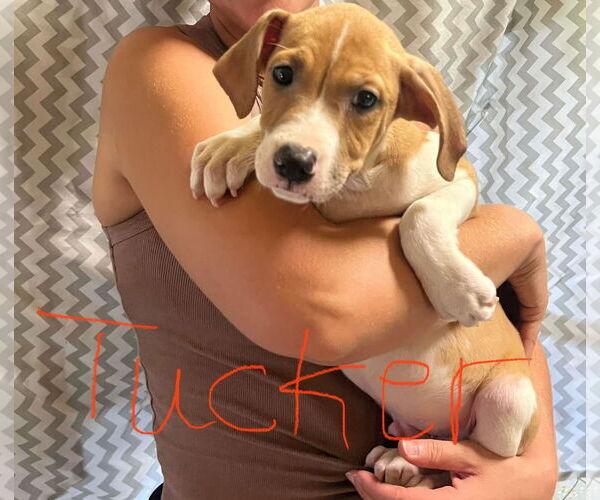 Medium Photo #1 Mutt Puppy For Sale in NYC, NY, USA