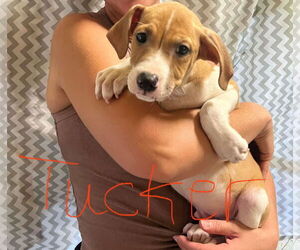 Mutt Dogs for adoption in NYC, NY, USA