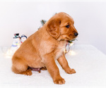 Small #6 Golden Retriever