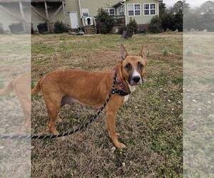 Iris - Female Boxer-German Shepherd Dog Mix Dog for Adoption - Photo #3
