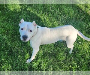 Dogo Argentino-Unknown Mix Dogs for adoption in Columbus, IN, USA
