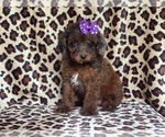 Small Photo #2 Poodle (Miniature) Puppy For Sale in LAKELAND, FL, USA