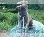 Small #1 German Shepherd Dog