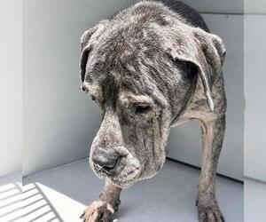 A661602 - Male Mutt Dog for Adoption - Photo #3