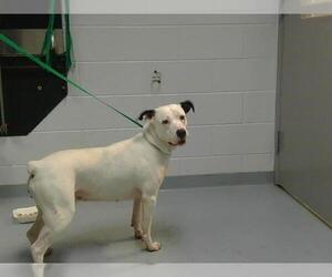 American Pit Bull Terrier Dogs for adoption in St. Cloud, FL, USA