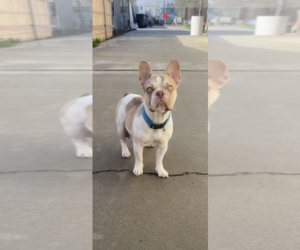 Mother of the French Bulldog puppies born on 12/01/2022