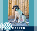 Small Photo #7 Great Pyrenees-Unknown Mix Puppy For Sale in Kimberton, PA, USA