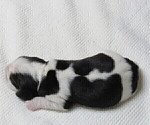 Small Photo #3 Beagle Puppy For Sale in MORRILL, KS, USA