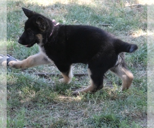 German Shepherd Dog Puppy for sale in OAK GROVE, OR, USA